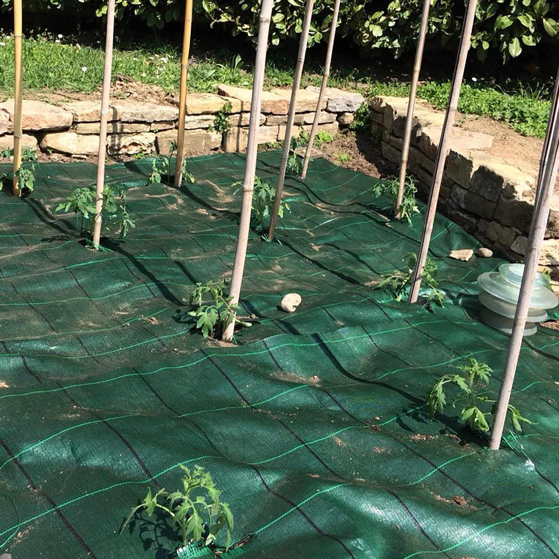 Tenax Toile de paillage Cover Pro 1,60x5 m Vert