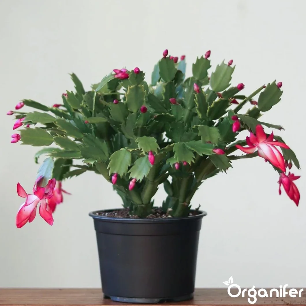 Organifer Engrais liquide organique 1L pour cactus de Noël floraison hivernale