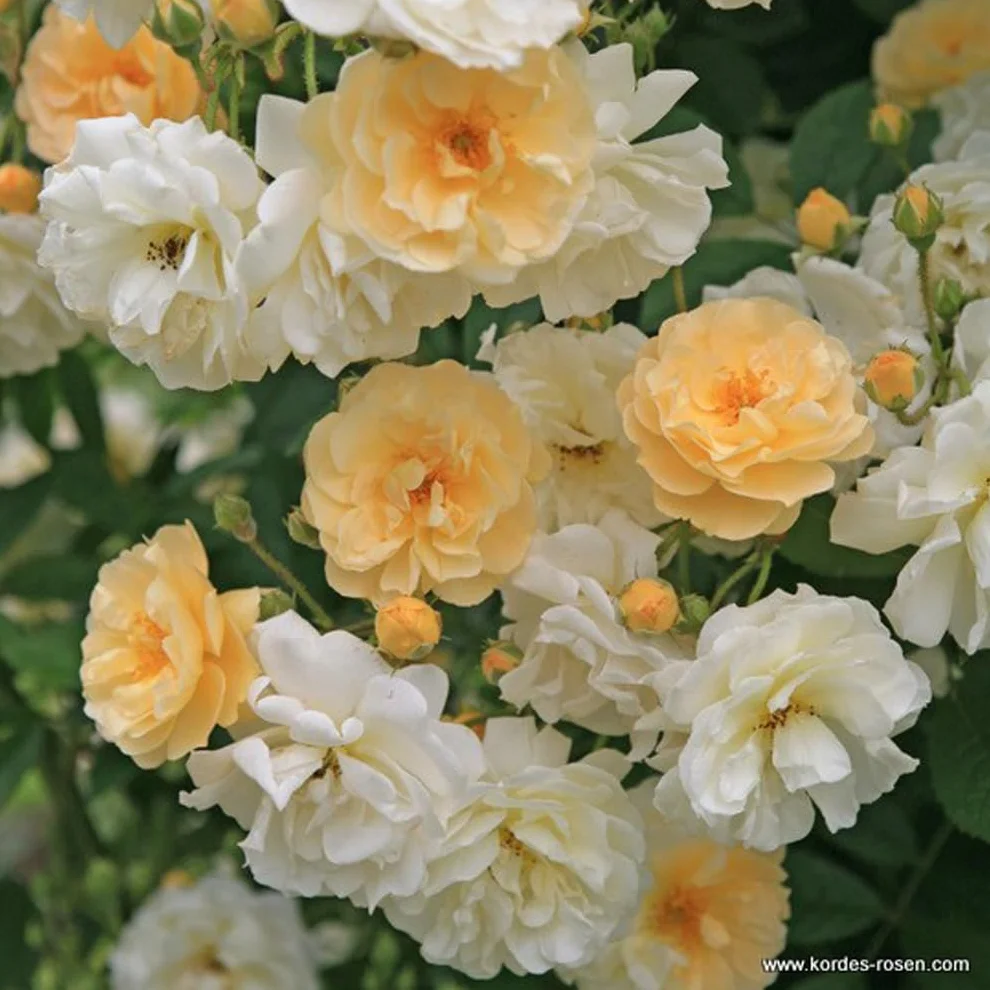 Rosa 'Ghislaine de Féligonde' Rosier grimpant pot 25-30 cm