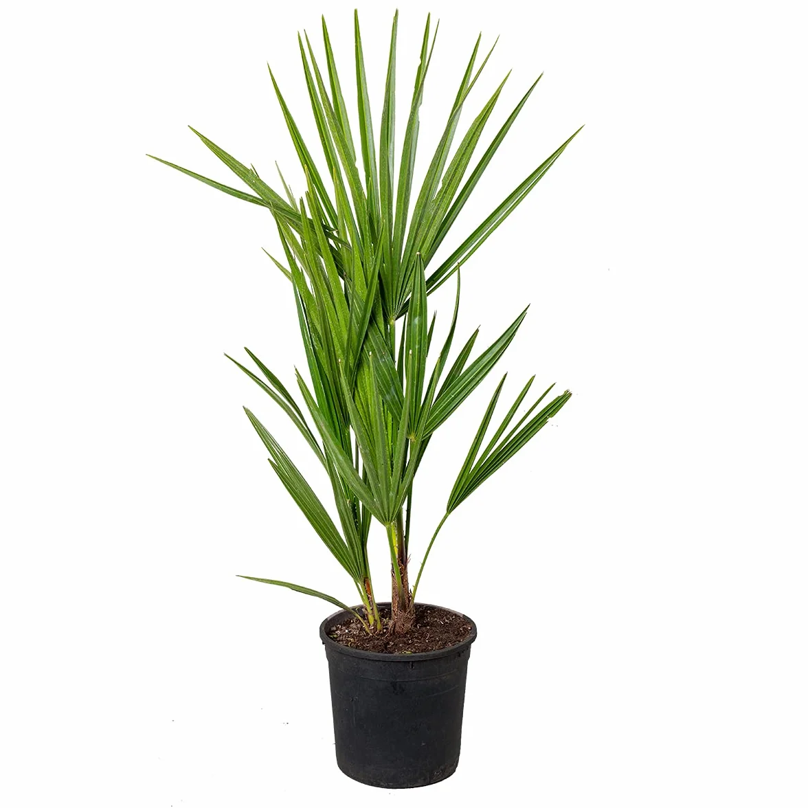 Chamaerops Humilis Palmier nain européen rustique Hauteur 40-50 cm Pot 15 cm