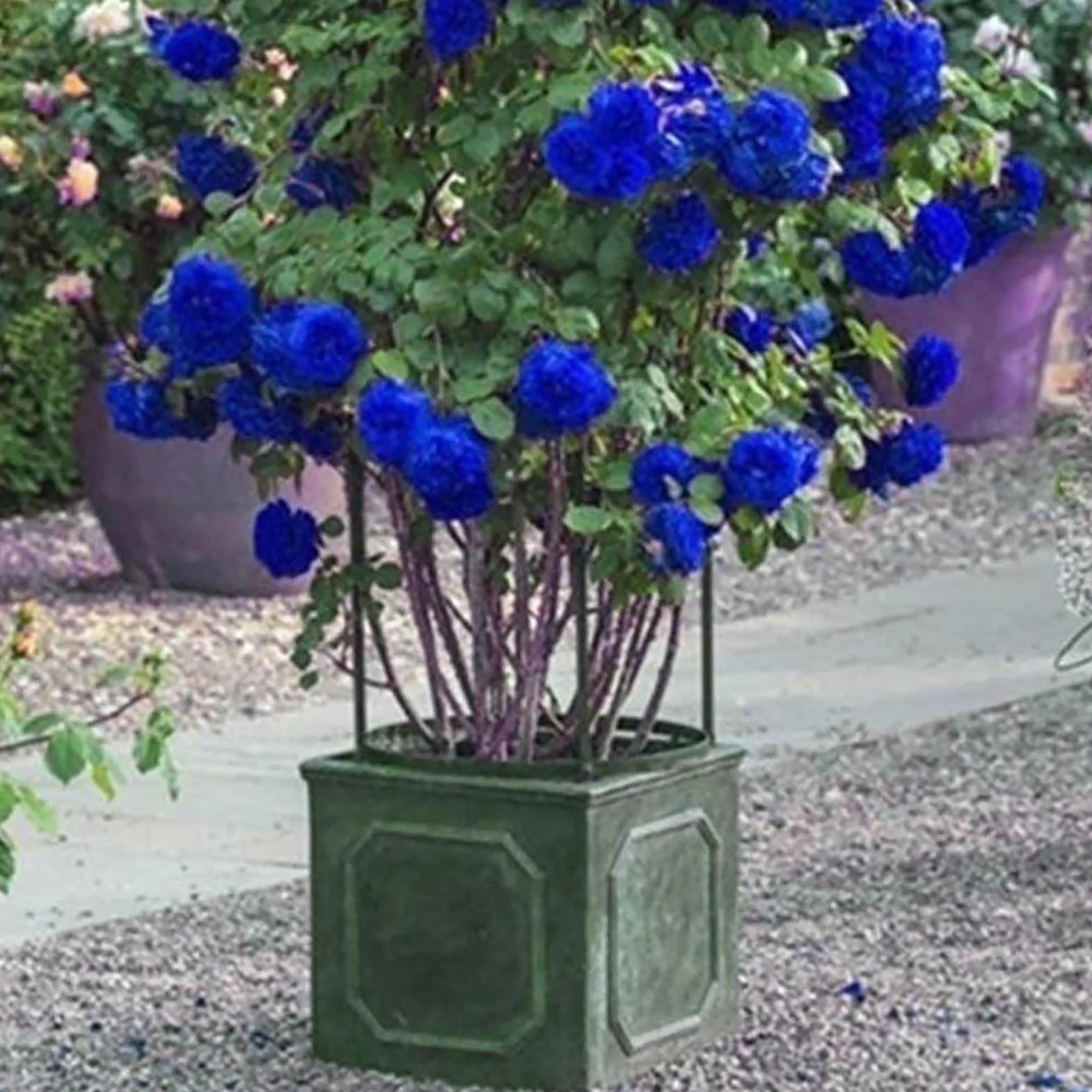 Graines de rose sauvage 300pcs Bonsaï Jardin Multiflora rosiers grimpants