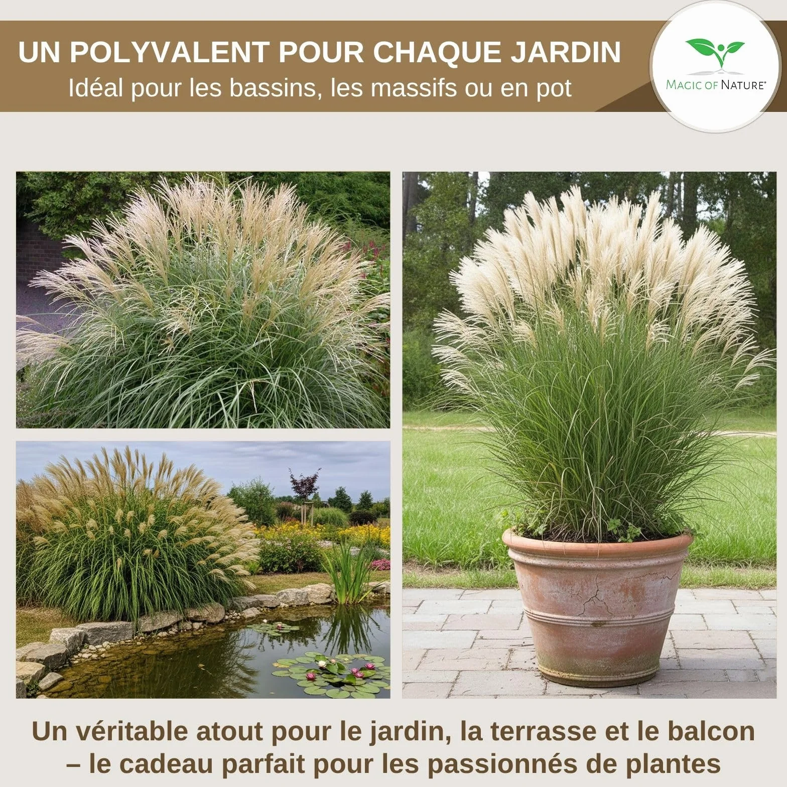 Magic of Nature Graines de Roseau de Chine Géant Miscanthus sinensis Plume d'Argent Graminée Rustique 100 pcs