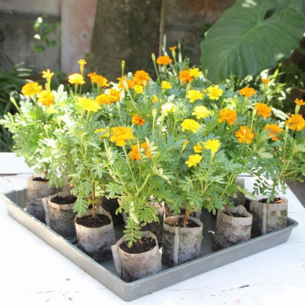 Plateau De Semis Bloc De Nutrition Pastilles De Tourbe pour Culture De Plantes 50Pcs
