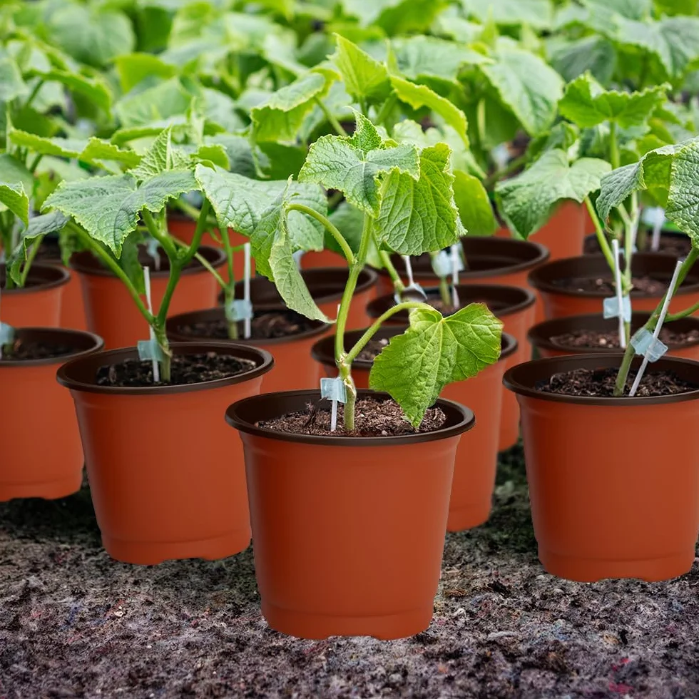 Pots pour semis 8 cm plastique lot de 100 pour plantes fleurs légumes fruits
