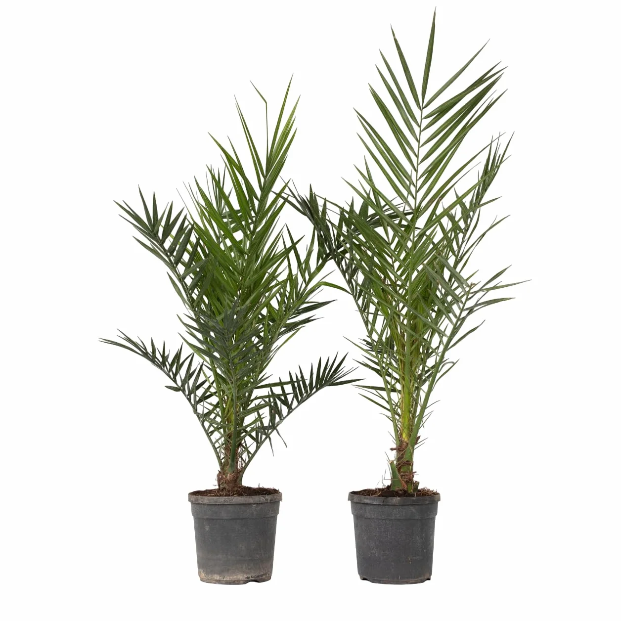 Plant in a Box Phoenix Canariensis Hauteur 80-100cm Set de 2 Palmier des Canaries Pot 19cm
