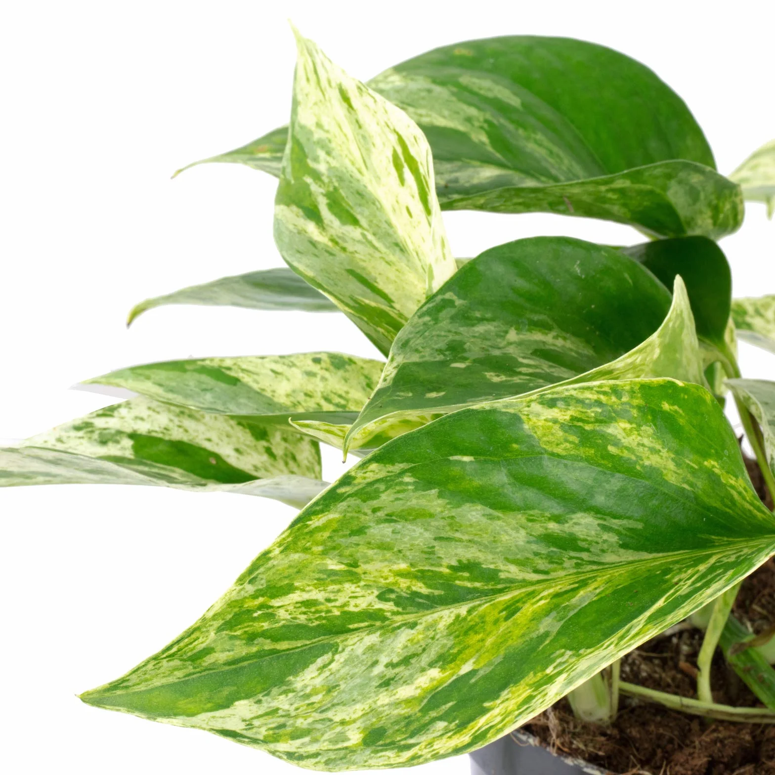 Epipremnum aureum Efeutute Plante d'intérieur 15 cm Pot 12 cm