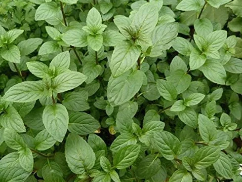 Graines de Menthe verte BIO Aromatique Potager - 840
