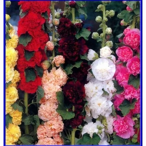 Double Mix Chater trémière 15 graines Beautiful Flowers Fluffy