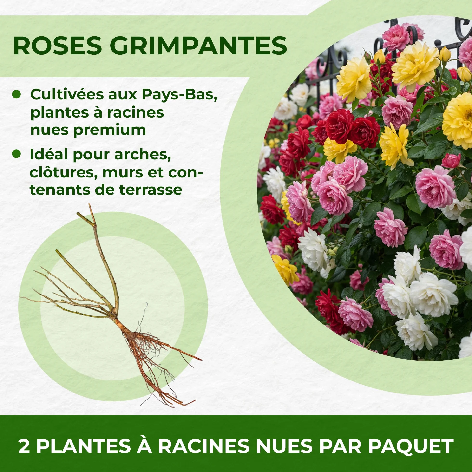 Rose Rouge & Blanc 1 Plantes Vivaces Résistantes Exterieur Fleurs à Planter Hollande