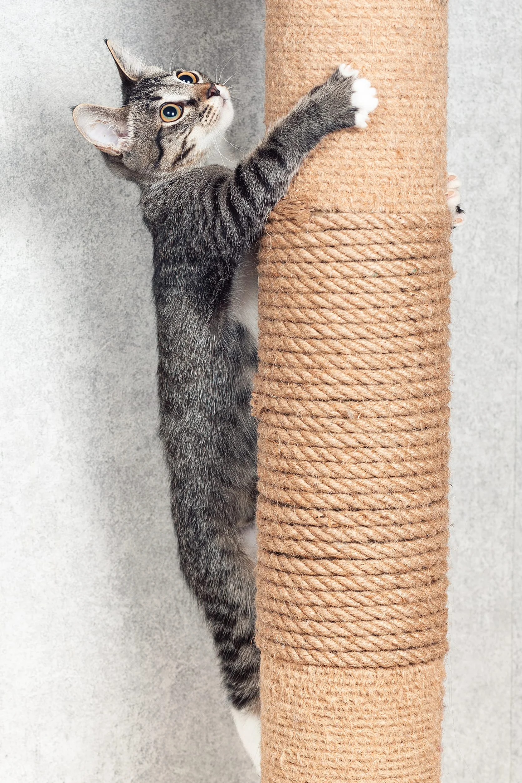 La Cordeline Corde Sisal Naturel Ø 10 mm 50 m - Arbre à Chats, Jardin, Bricolage, Corde décoration
