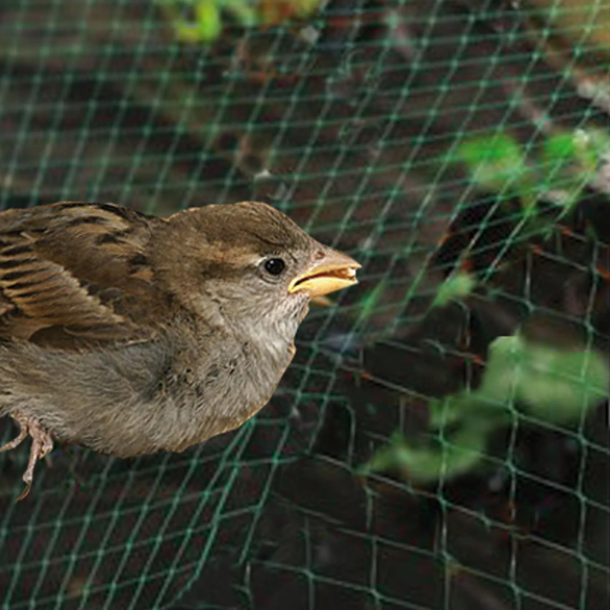 Riegolux 601520 Filet Anti-Oiseaux 4 x 5 m