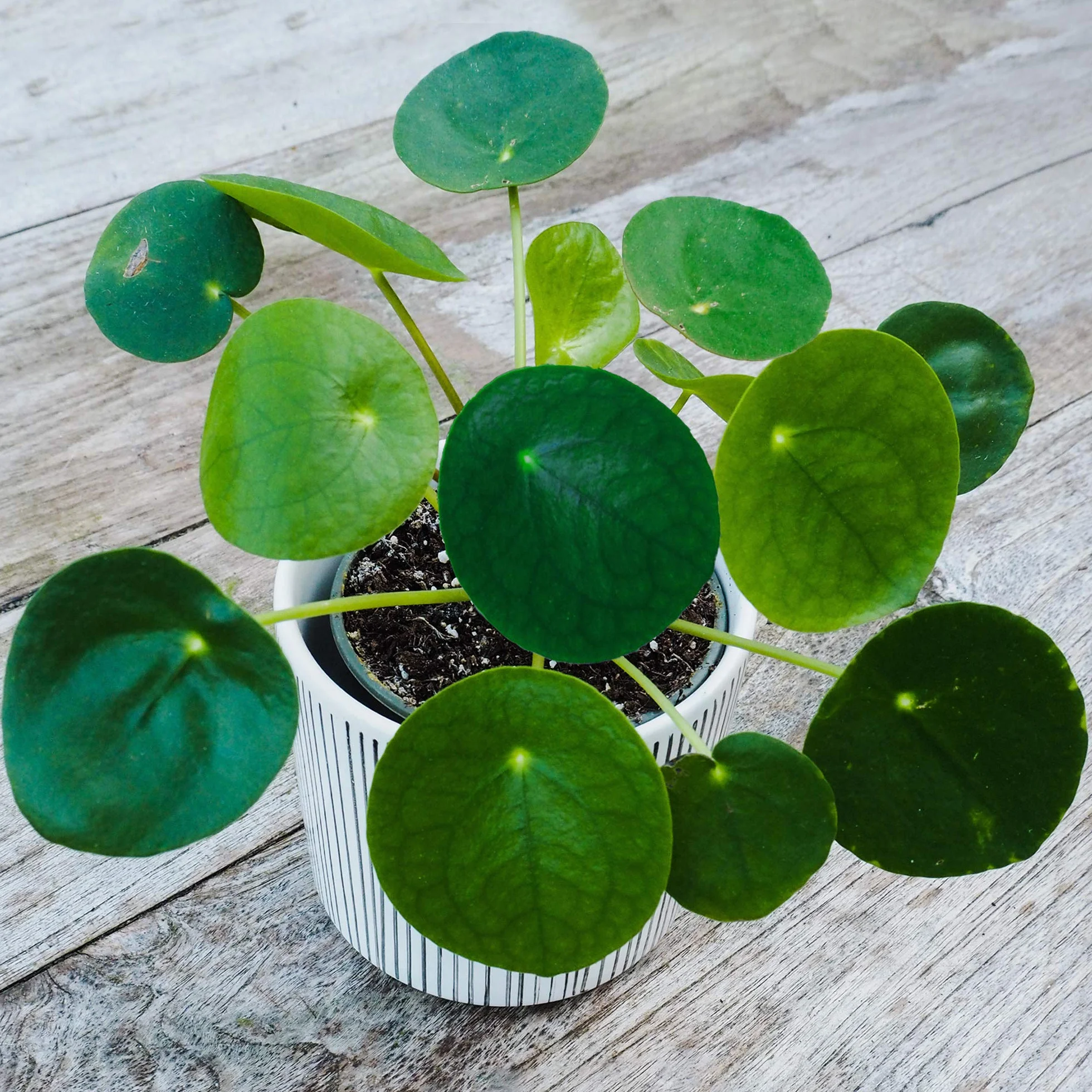 Pilea Peperomioides Plante à Monnaie Chinoise d'Intérieur