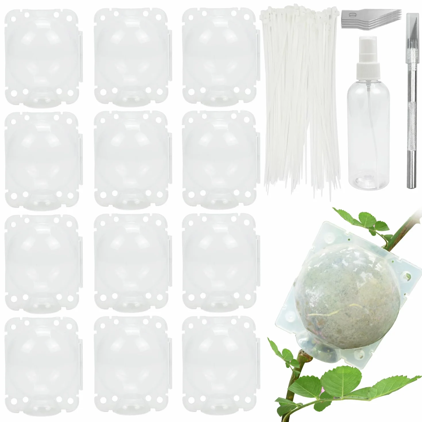 Lot de 12 Boîtes d'Enracinement de Plantes Transparentes avec Serrures et Pulvérisateur