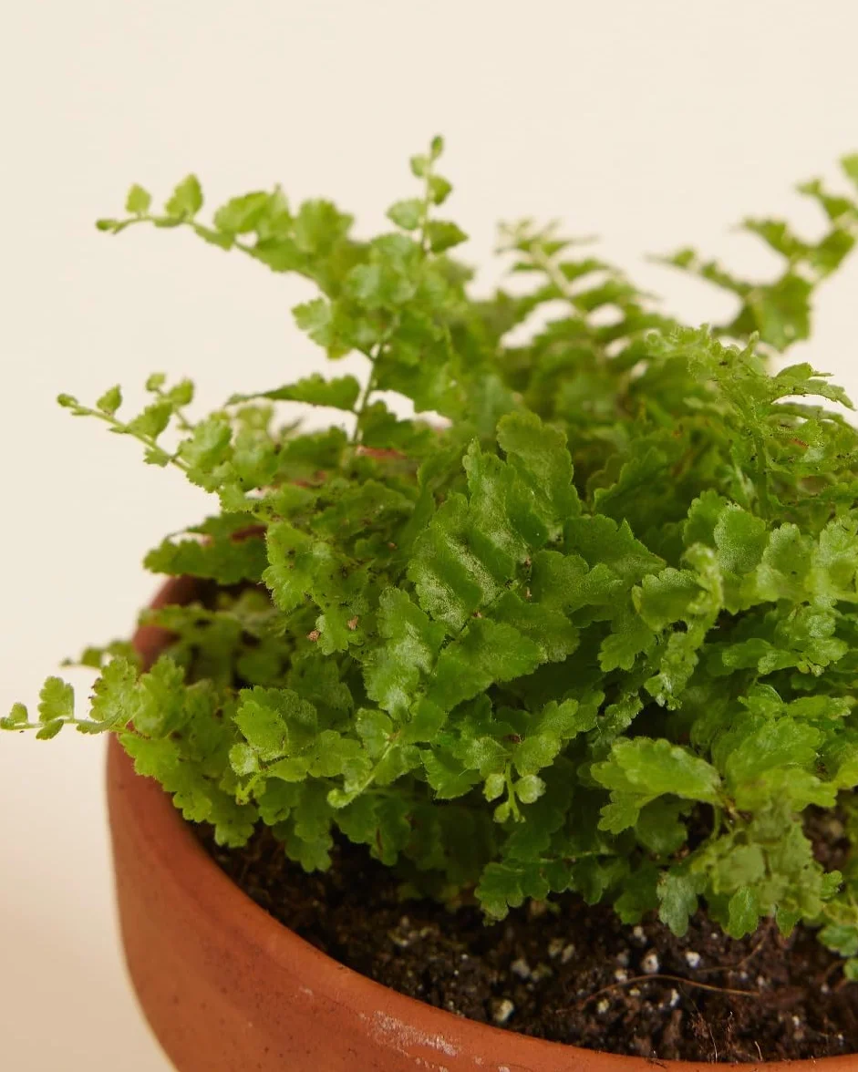 Nephrolepis Green Fantasy Baby Plante d'intérieur Fougère épée Pot 6cm Hauteur 10cm