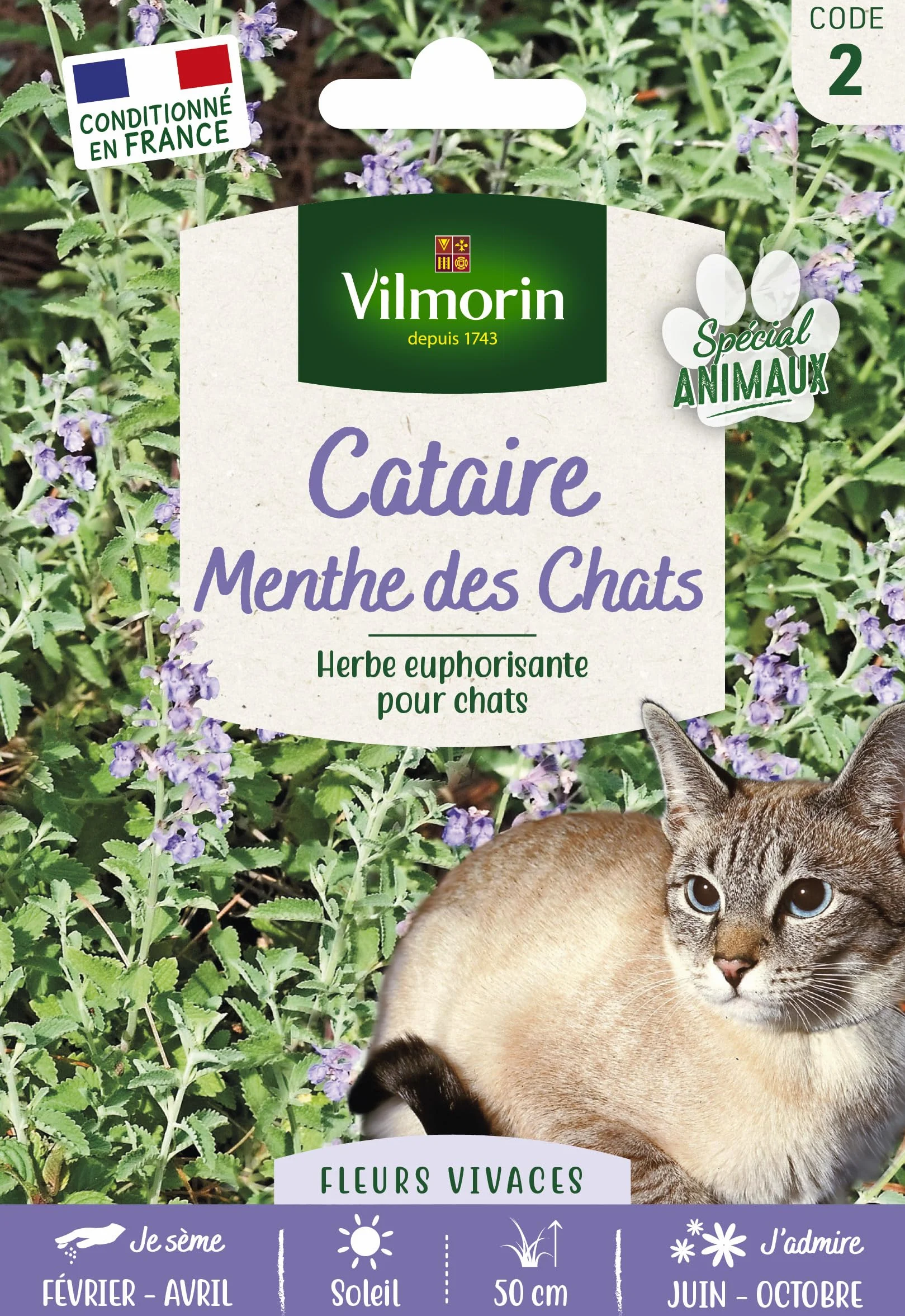 Cataire Menthe des Chats Nepeta cataria Grand Modèle
