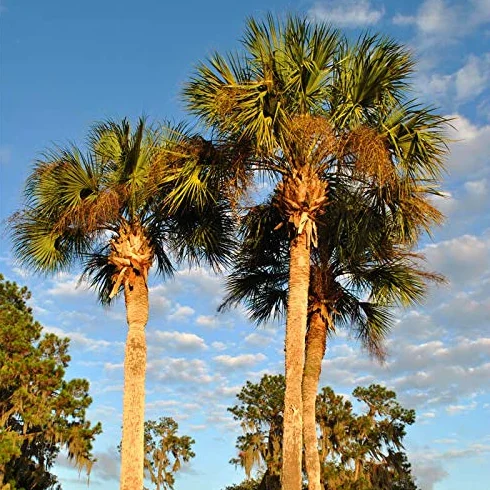 WASHINGTONIA ROBUSTA - Palmier résistant - Palmier du Mexique - 30m