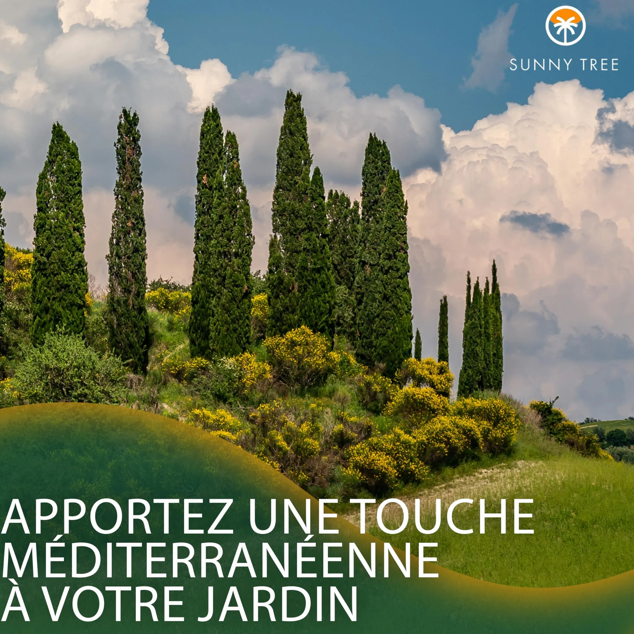 Cupressus Sempervirens Totem Cyprès Italien 150-160 CM résistant au gel -18 conifère à feuillage persistant