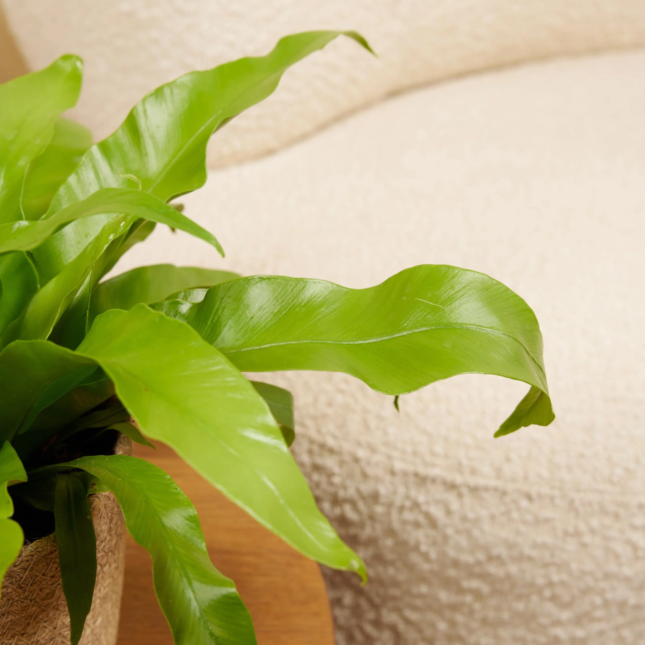 Bloomique Asplenium Antiquum Fougère nid d'oiseau Plante d'intérieur Purificateur d'air 20-30 cm Pot 12 cm