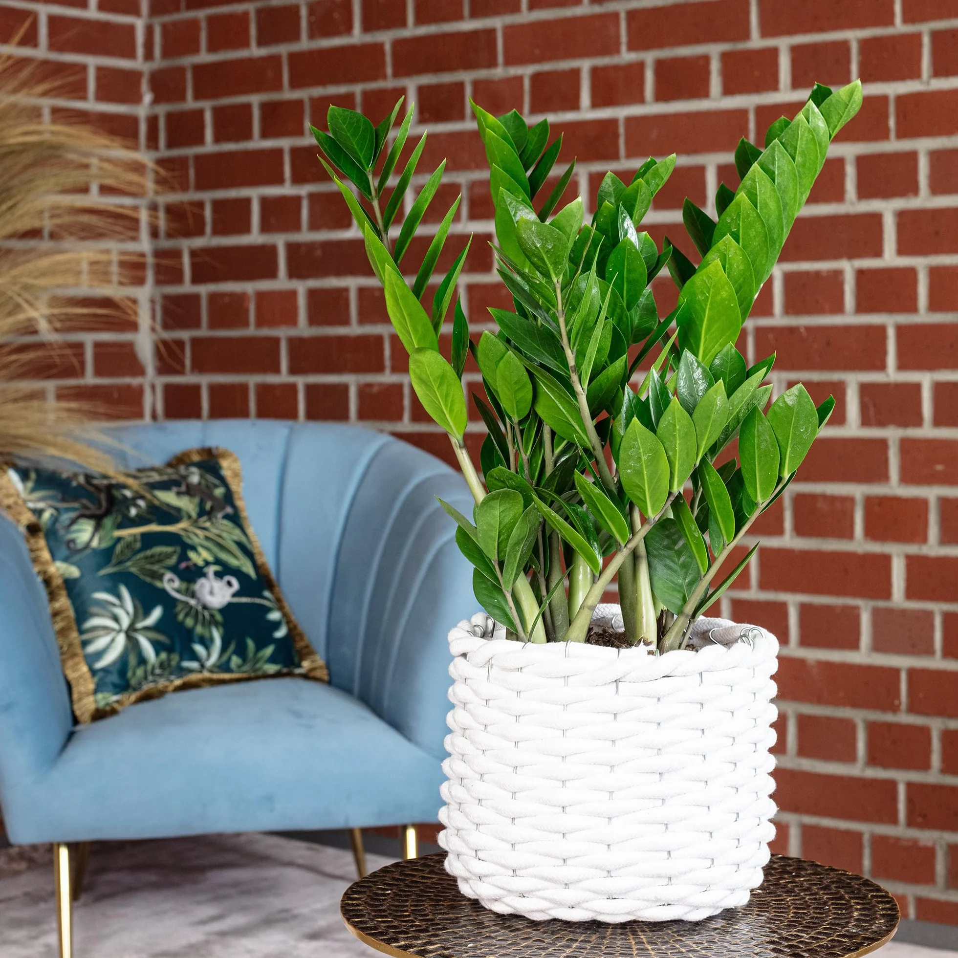 Zamioculcas zamiifolia Plante ZZ 55 cm Pot Ø 17 cm
