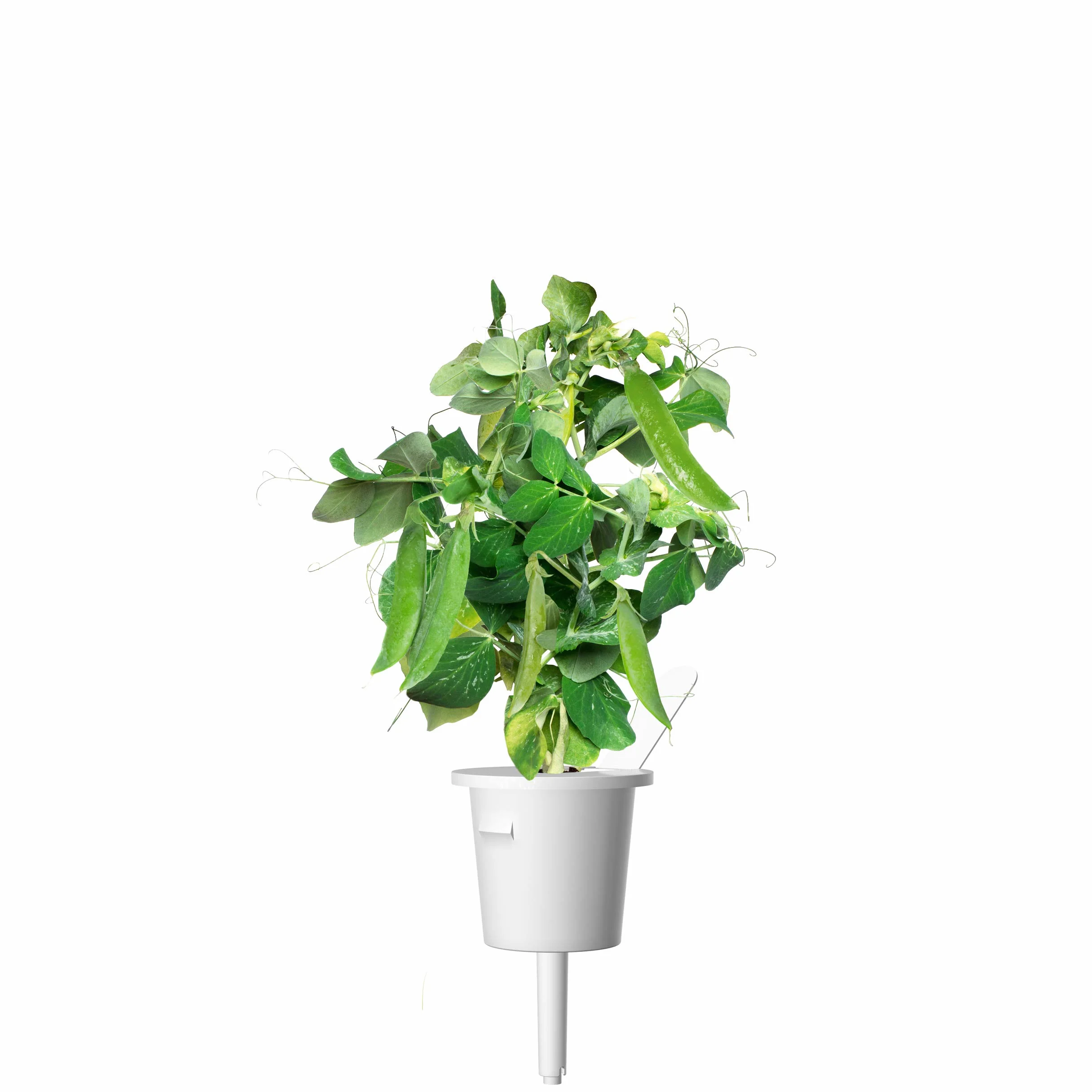 Click & Grow Capsules Pois Nain Recharges pour Potager Interieur Pack de 3