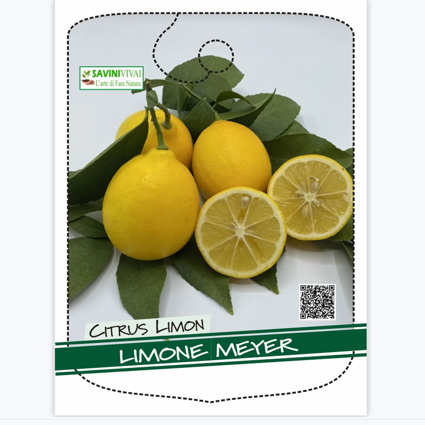 Citronnier Meyer SAVINI VIVAI 24 cm 90-110 cm 3-4 ans drzewo cytrynowe w doniczce