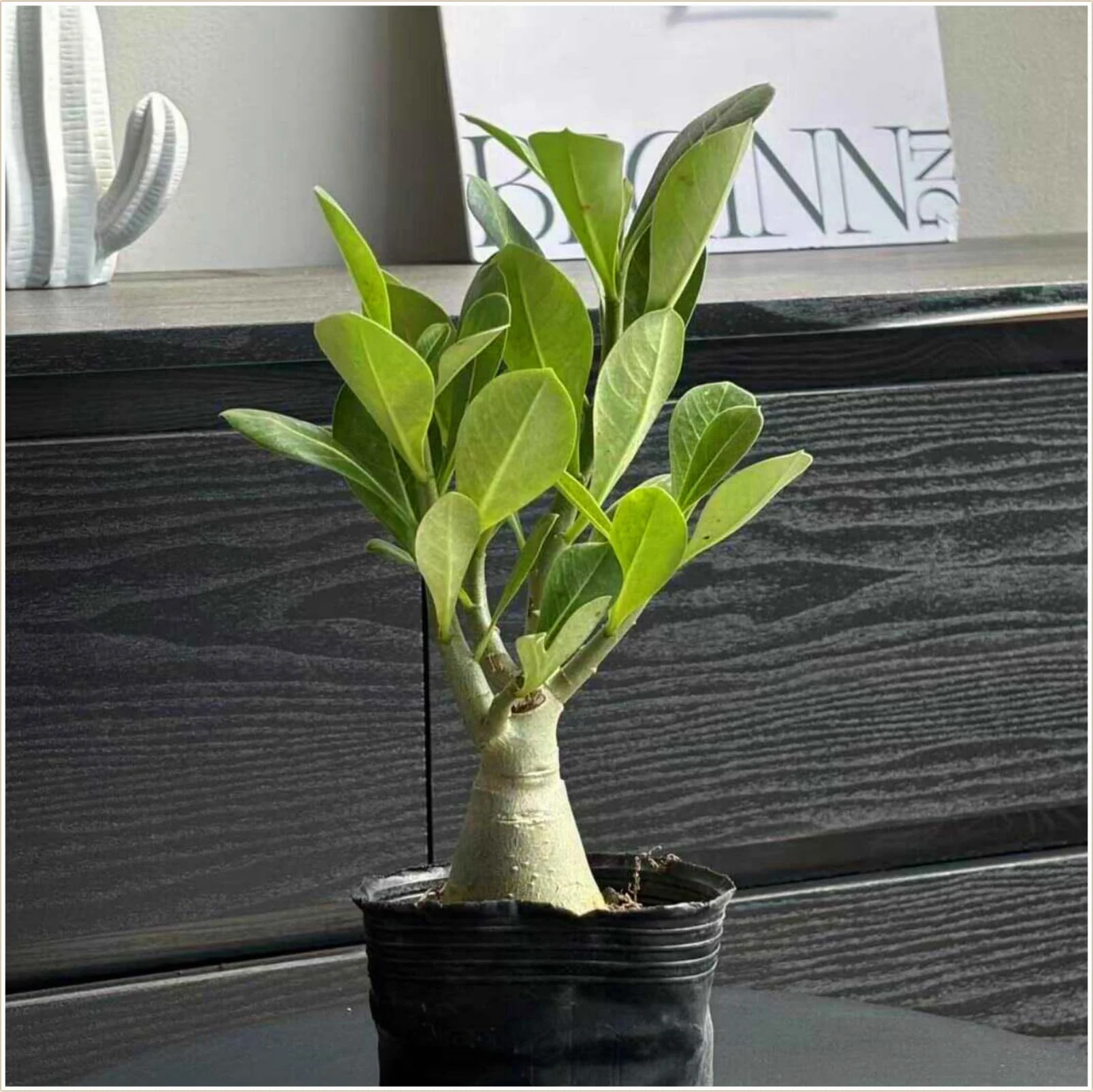 Rose du désert robuste Joie florale durable décoration de jardin 1 racine