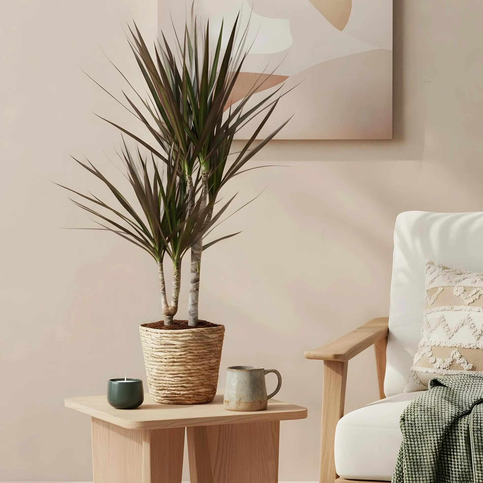 Dracaena Magenta Plante d'intérieur Arbre à sang de dragon Rouge Pot 17cm Hauteur 70-80cm