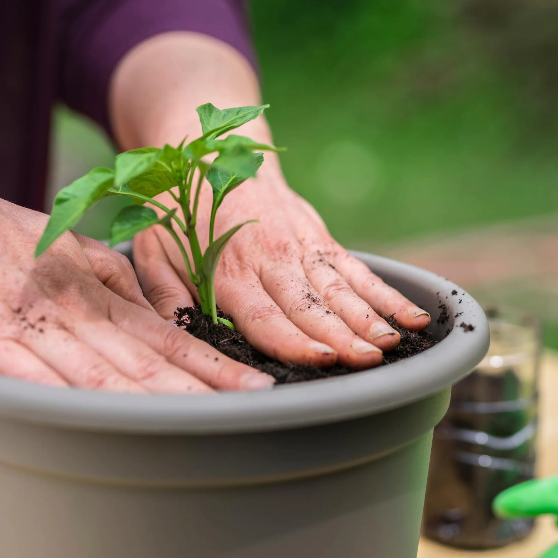 Leca Grains horticoles galets d'argile 2-4 mm 10 L