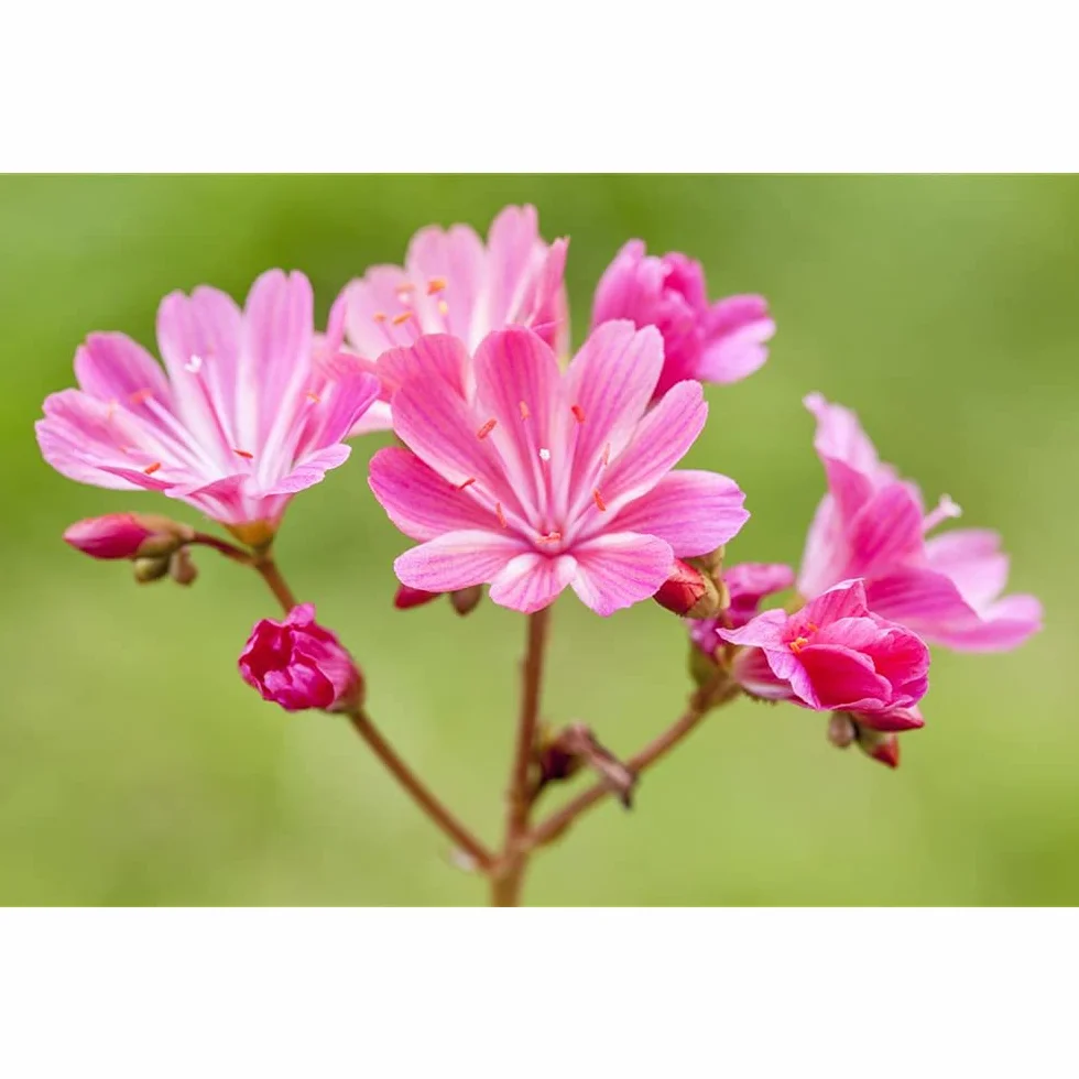 Lewisia cotyledon Roses en porcelaine Violet Pot 11 cm Blumen Eber