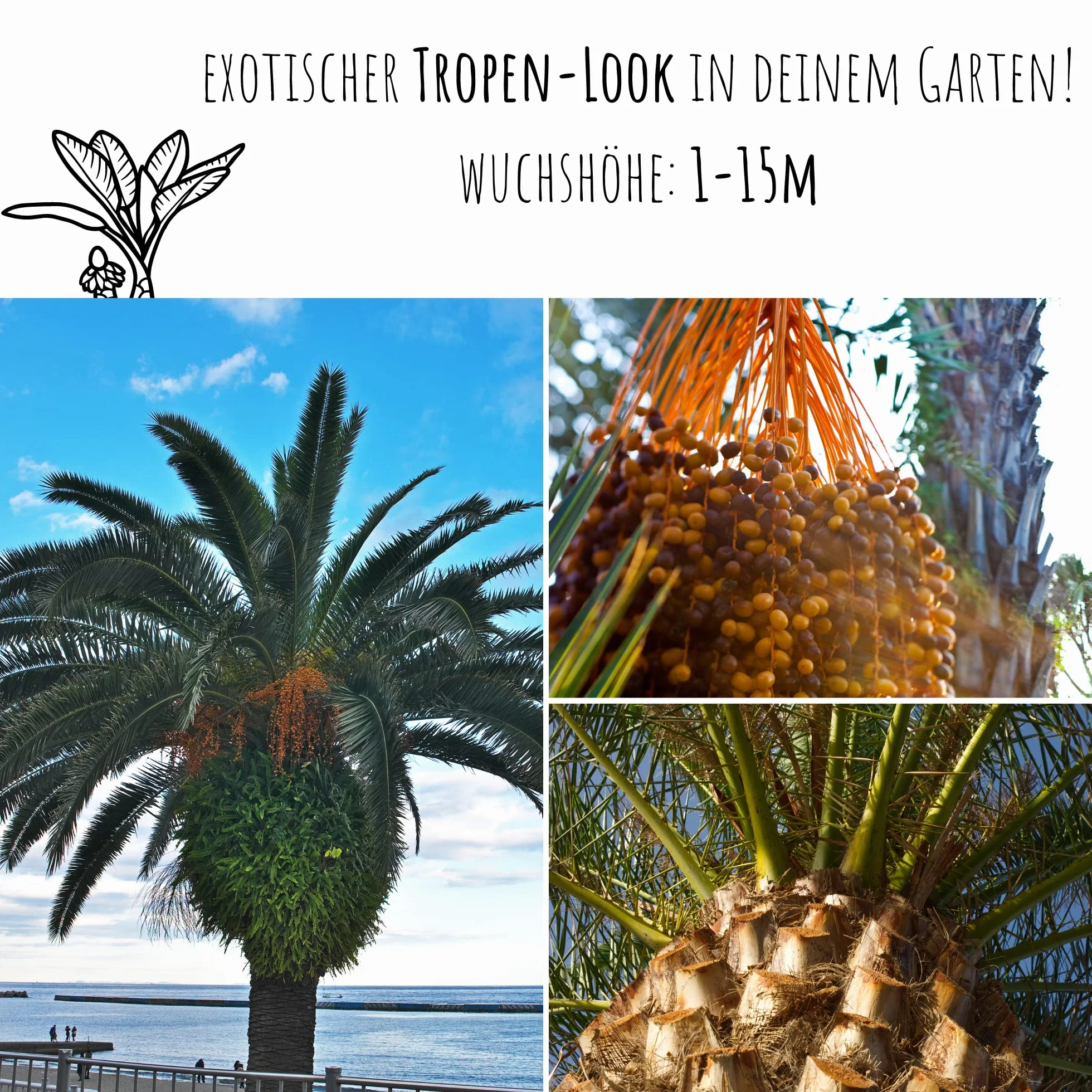 Phoenix canariensis Graines de palmier dattier des Canaries – Palmier exotique en pot intérieur extérieur