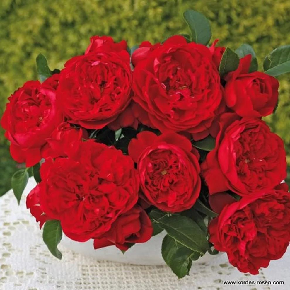 Rosa 'Florentina' pot 25-30 cm - Le rosier grimpant Kordes à fleurs rouge profond et grande résistance