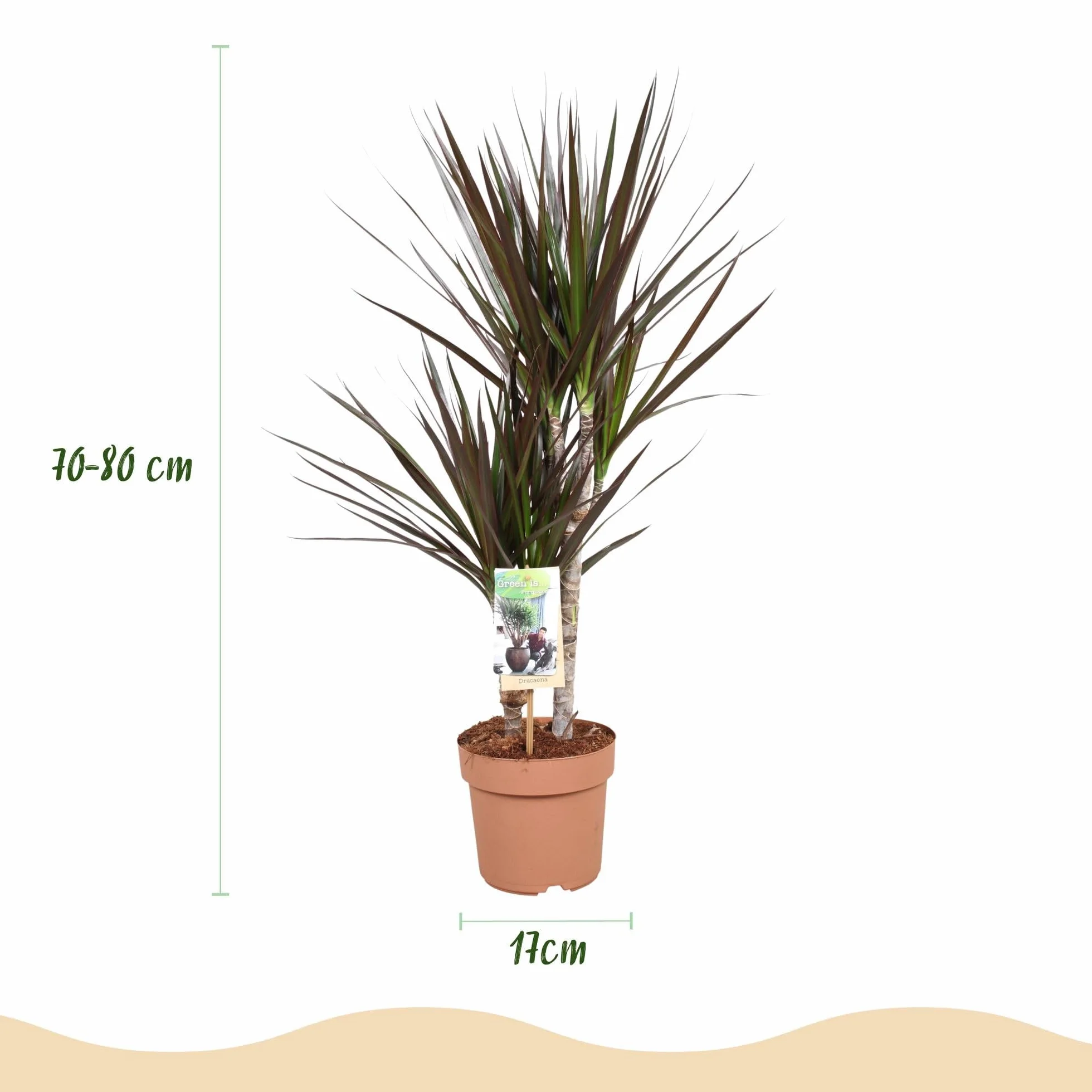 Dracaena Magenta Plante d'intérieur Arbre à sang de dragon Rouge Pot 17cm Hauteur 70-80cm