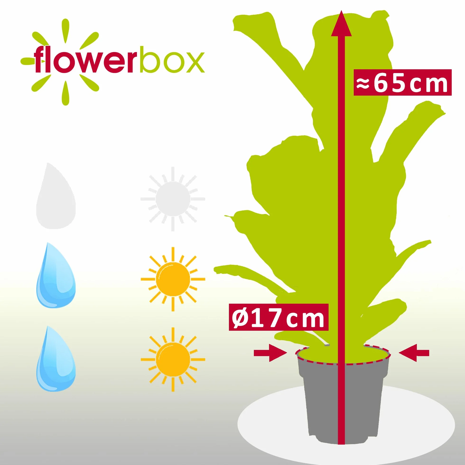 Ficus Lyrata Hauteur 65 cm Diamètre 17 cm