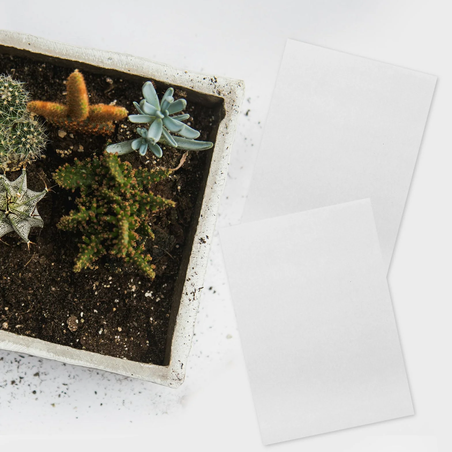 Supvox Lot de 100 Feuilles Papier Germination 19 x 27 cm Absorbant Pousses Microverts Culture Sans Terre