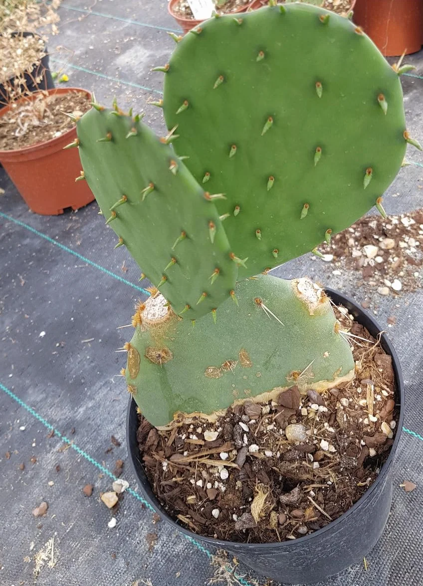 Opuntia engelmannii var. flavispina Cactée Conteneur 2-2.9 litres