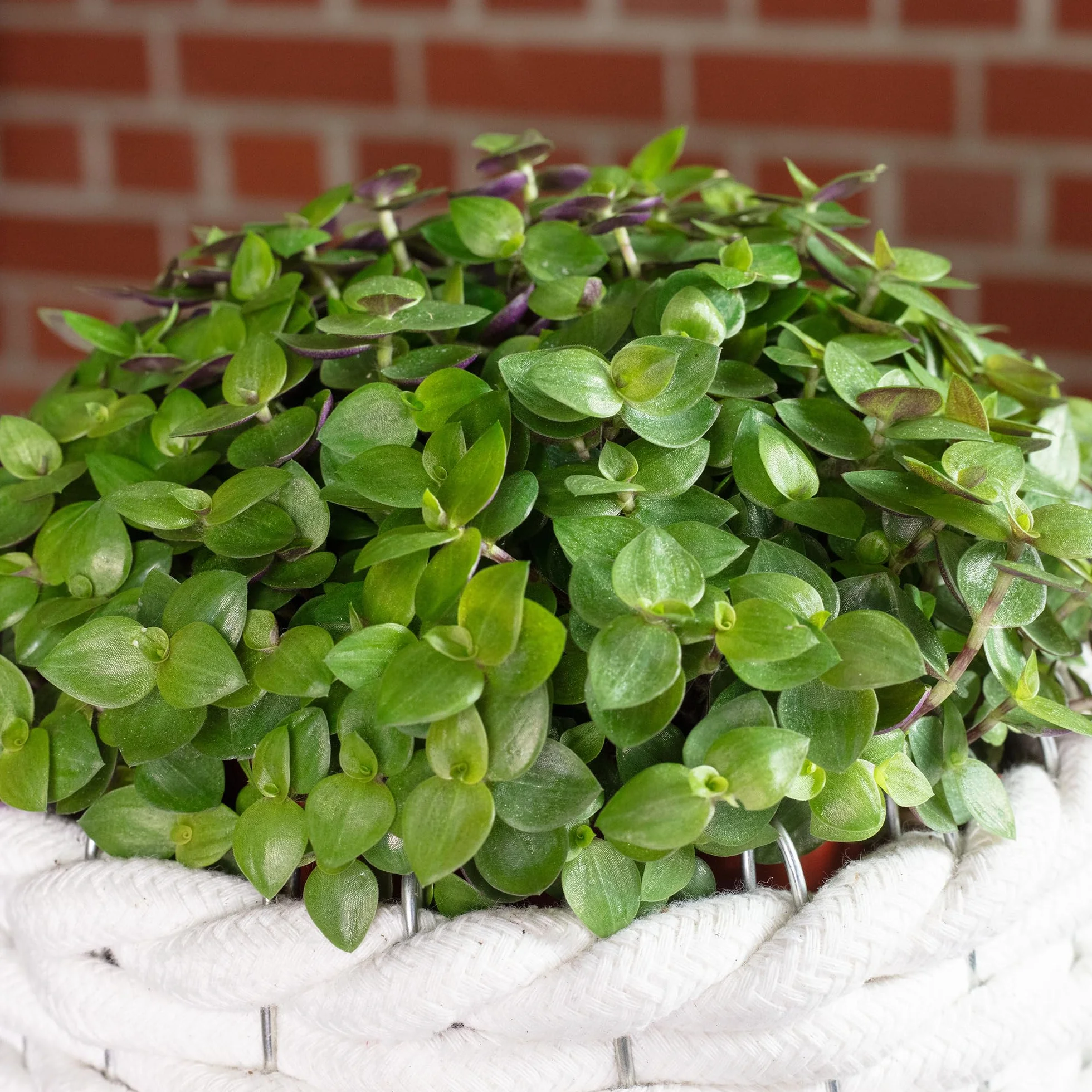 Callisia repens Turtle 'Smit Eden Elegance' plante d'intérieur 15 cm pot 10,5 cm Vert