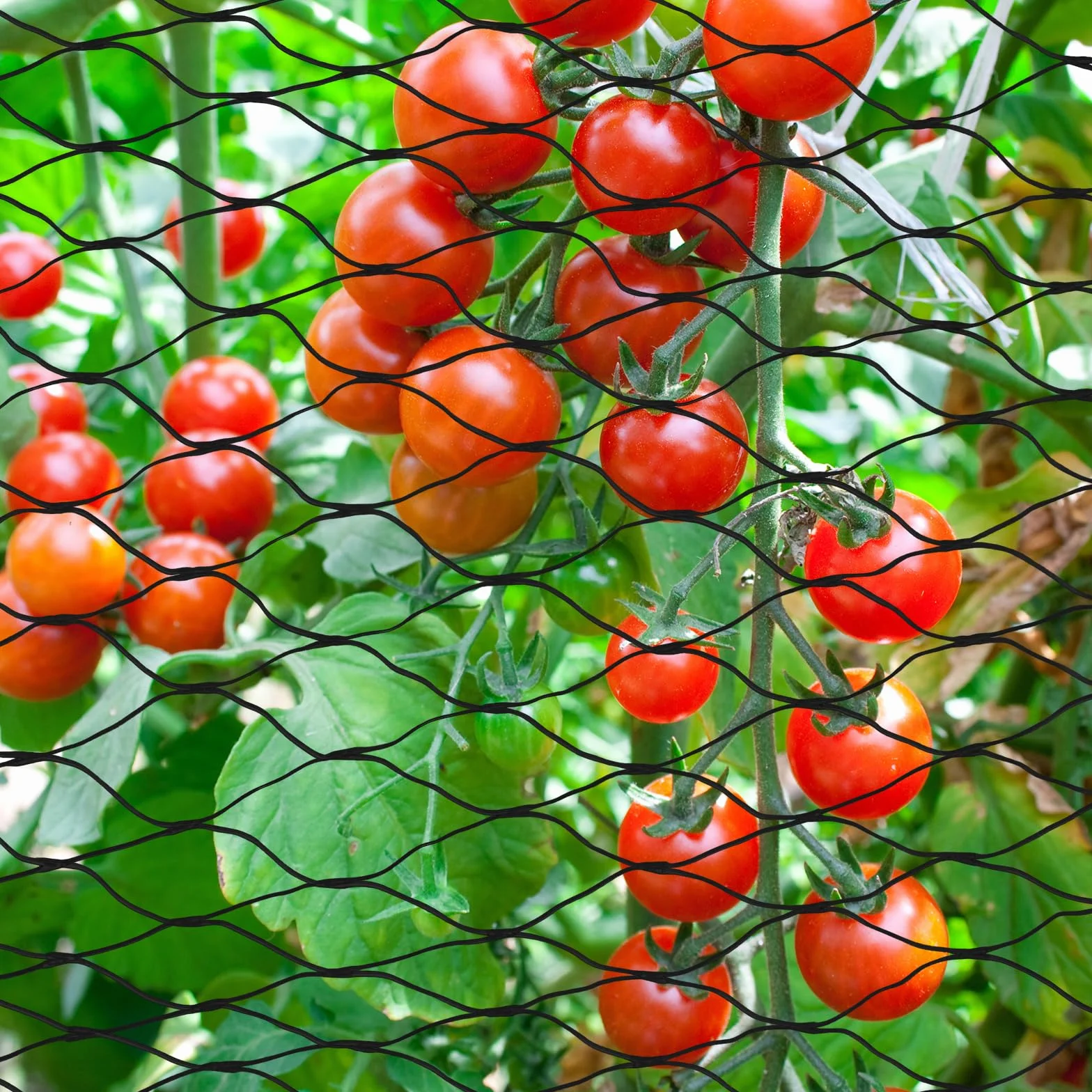 Filet de Protection Anti-Oiseaux 4m x 6m, Filet de Jardin à Mailles Fines, Réutilisable pour Arbres Fruitiers et Légumes