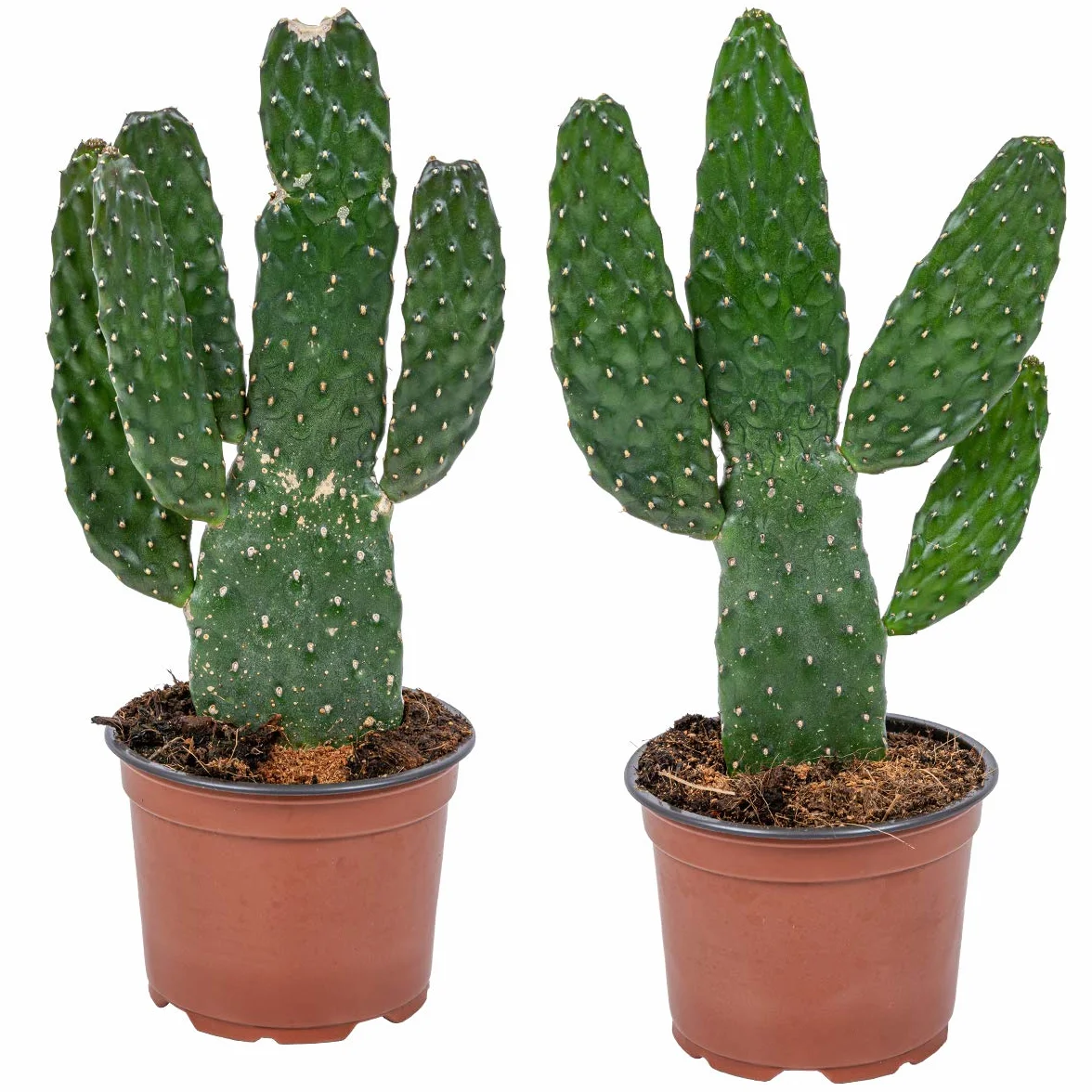 Bloomique Lot de 2 Opuntia Rubescens Cactus raquette Plantes d’intérieur Hauteur 20-30 cm Pot 12 cm