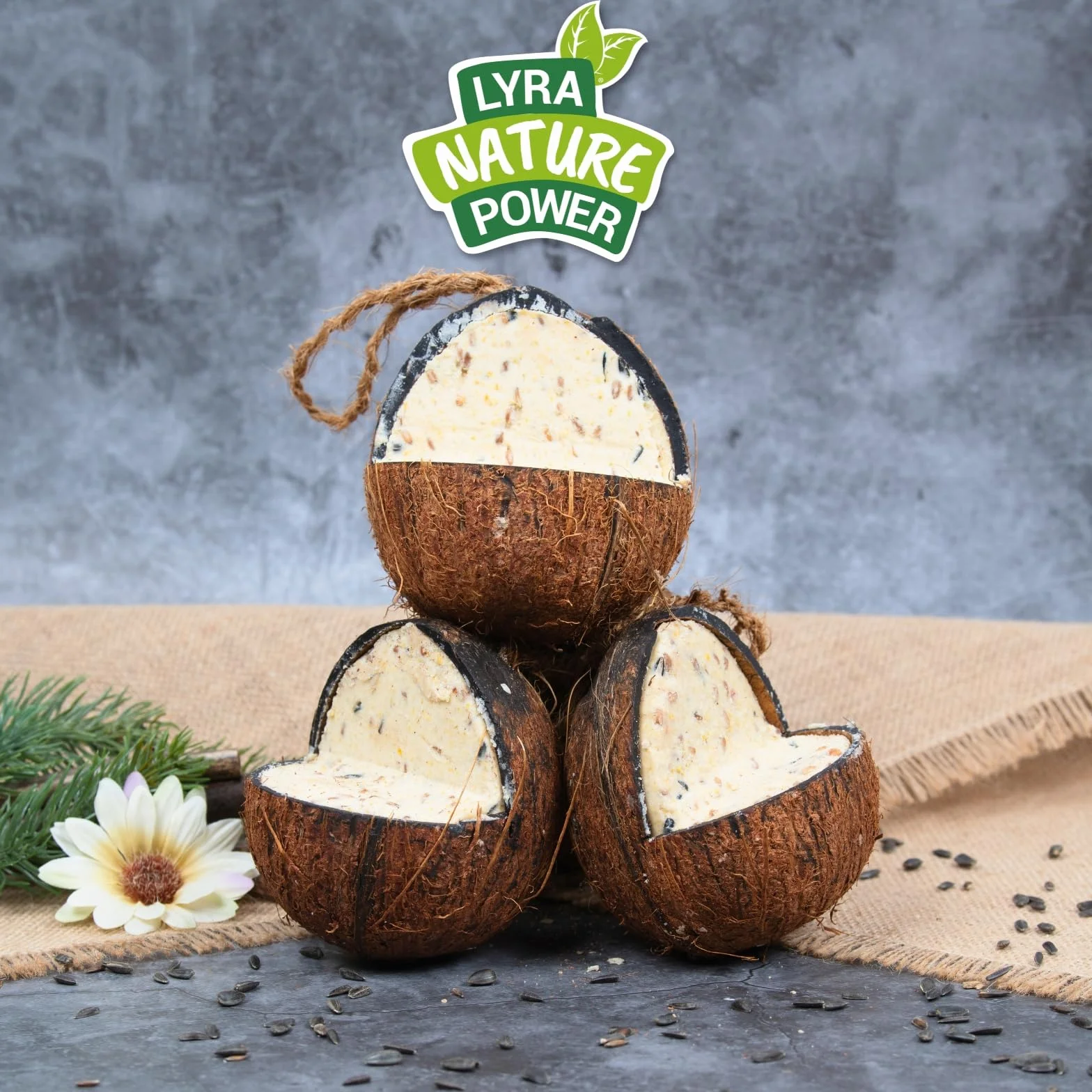 Lyra Pet® Noix de Coco entières fourrées V-Cut Nourriture pour Oiseaux Sauvages Riche en nutriments et énergie