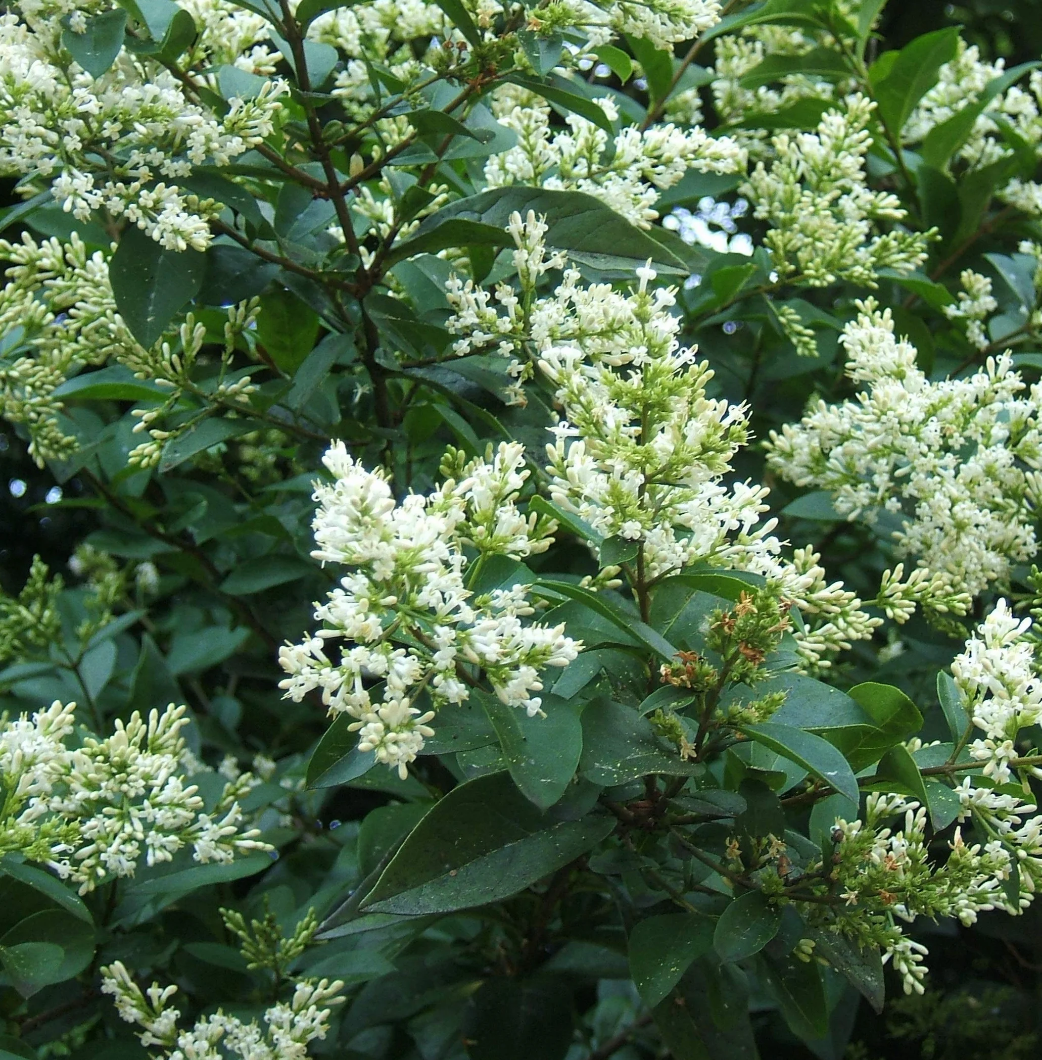 Troène de Californie Ligustrum Ovalifolium 60-80 cm en conteneur