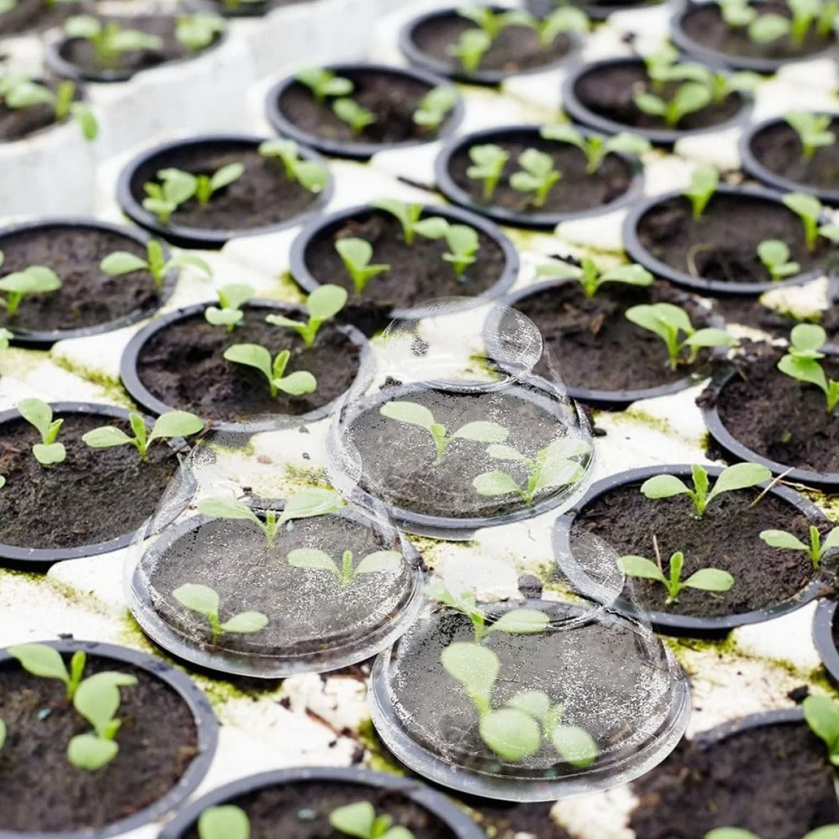 Tofficu 100 Pièces Couvercles de Culture Hydroponique Transparents en Plastique Dôme de Croissance Maintien D’humidité Jardinage Semis Intérieur