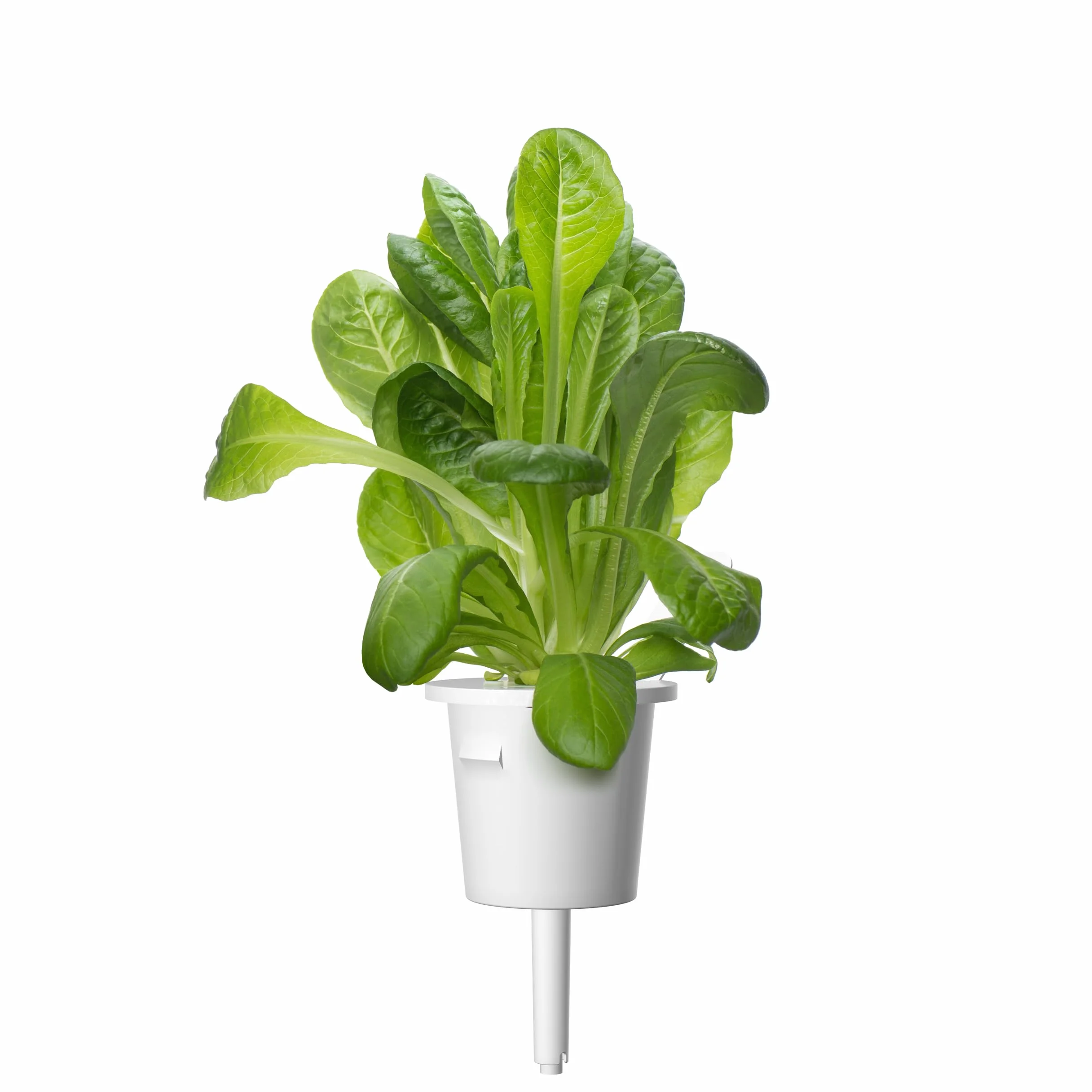 Click and Grow Smart Garden Lot de 3 gousses de laitue romaine