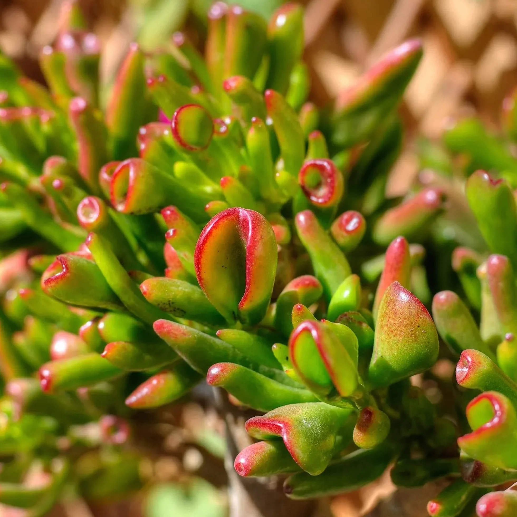Crassula ovata Plante Jade succulente Crassula Hobbit 20-25 cm
