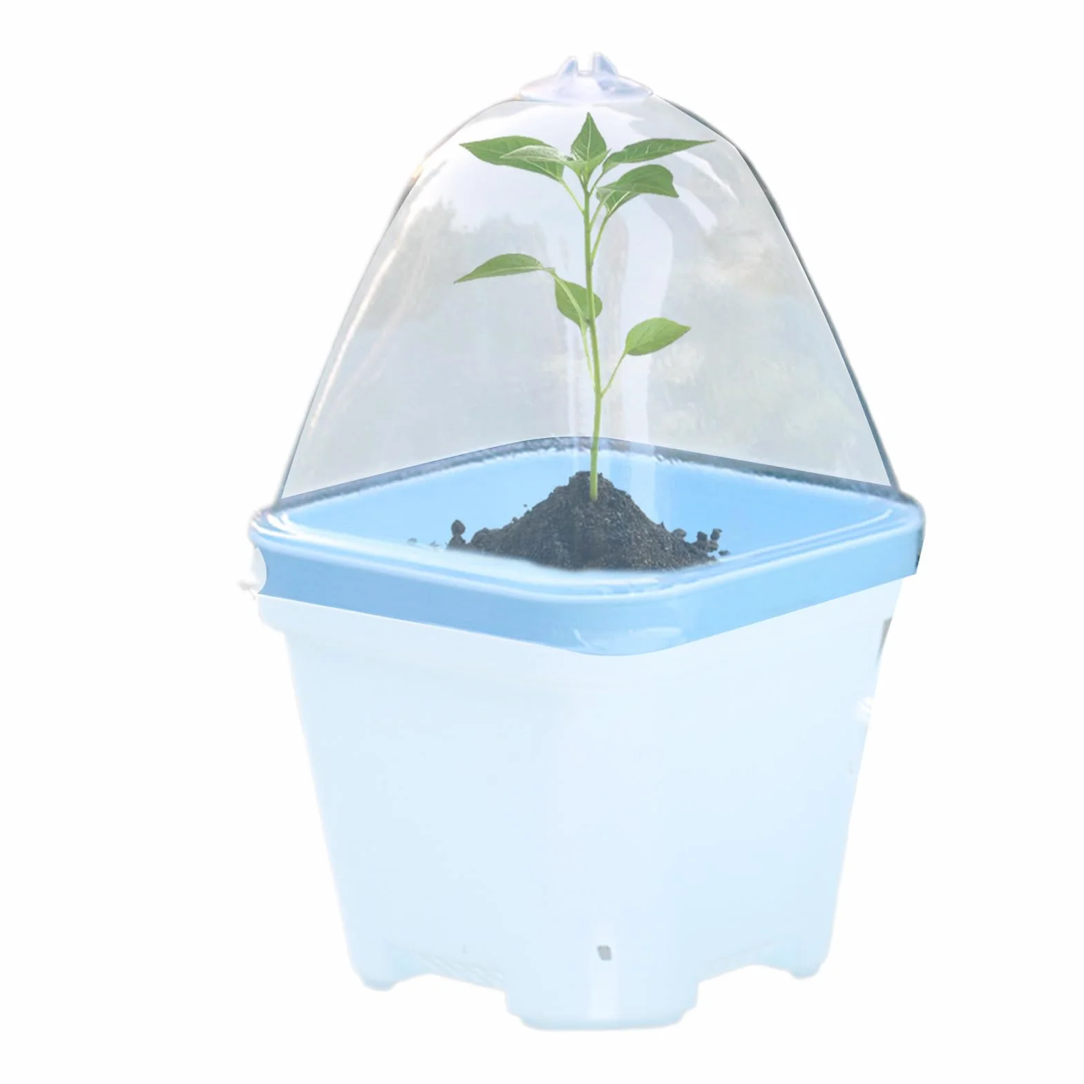 Cloche Végétale Transparente 10x Couvercle d'Isolation Thermique Mini Serre de Protection
