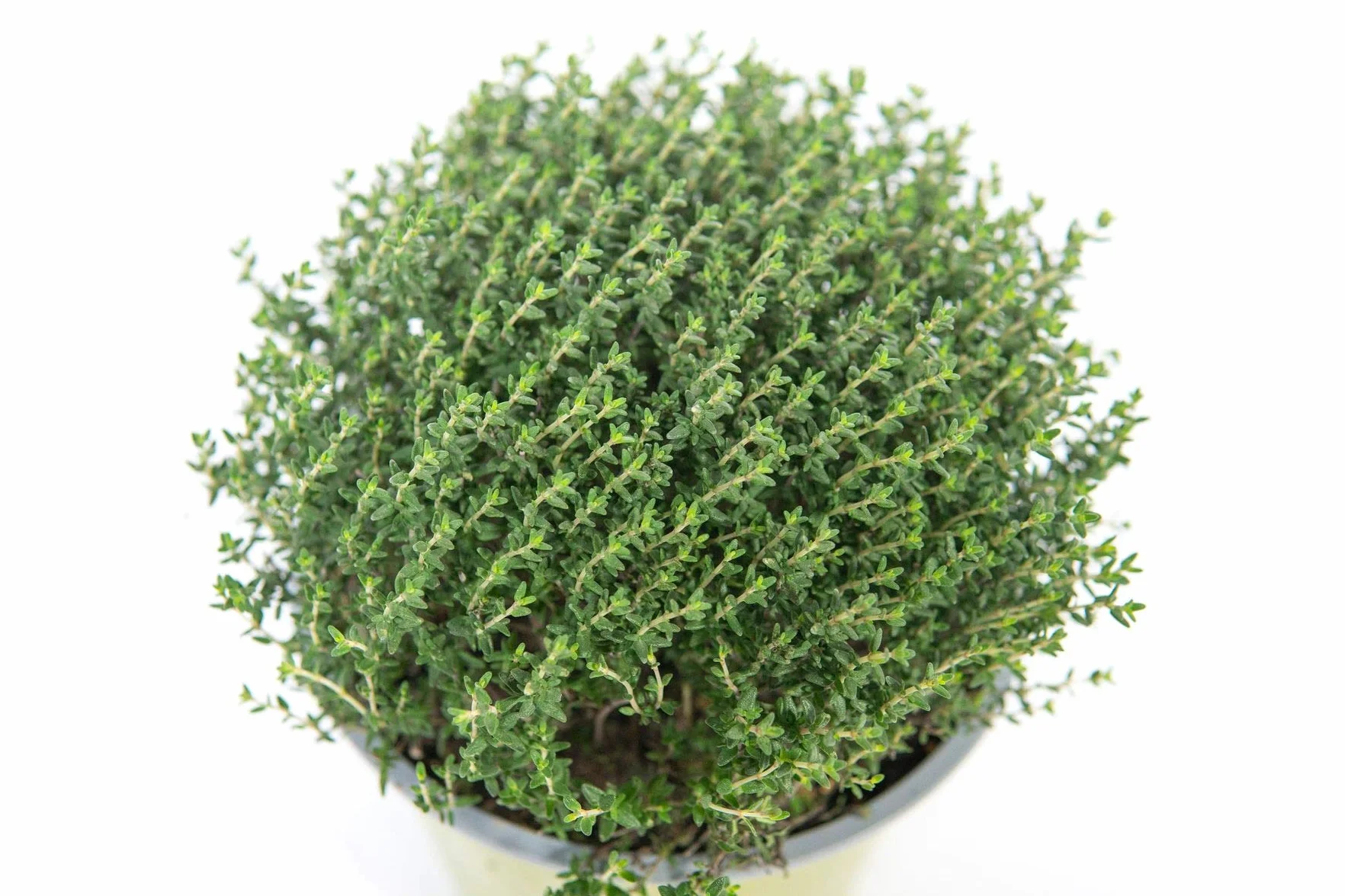 Thym Faustini 14 cm, Thymus richardii, véritables plantes d'herbes fraîches, hauteur 15 cm