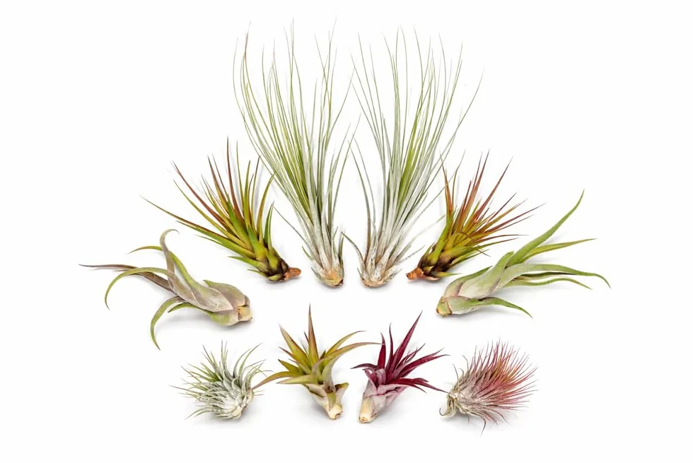 OmniPlants Tillandsia Luchtplanten Set van 10 - Zonder aarde