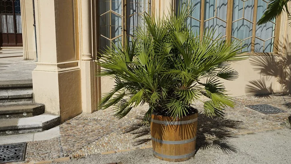 Chamaerops Humilis Palmier nain européen rustique Hauteur 40-50 cm Pot 15 cm
