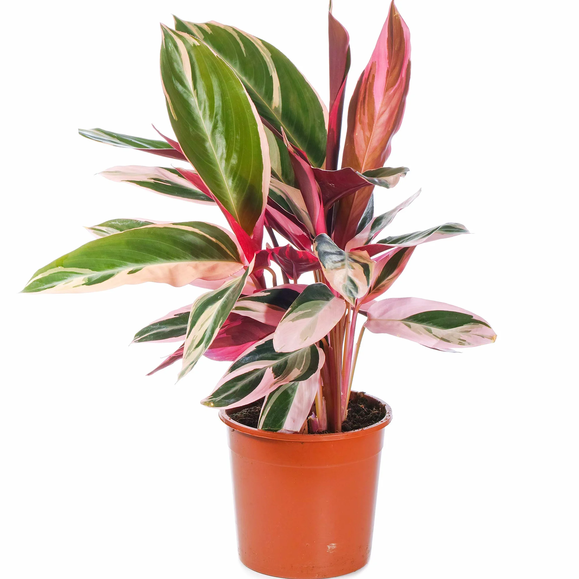 Calathea Stromanthe Triostar Plante d'Intérieur
