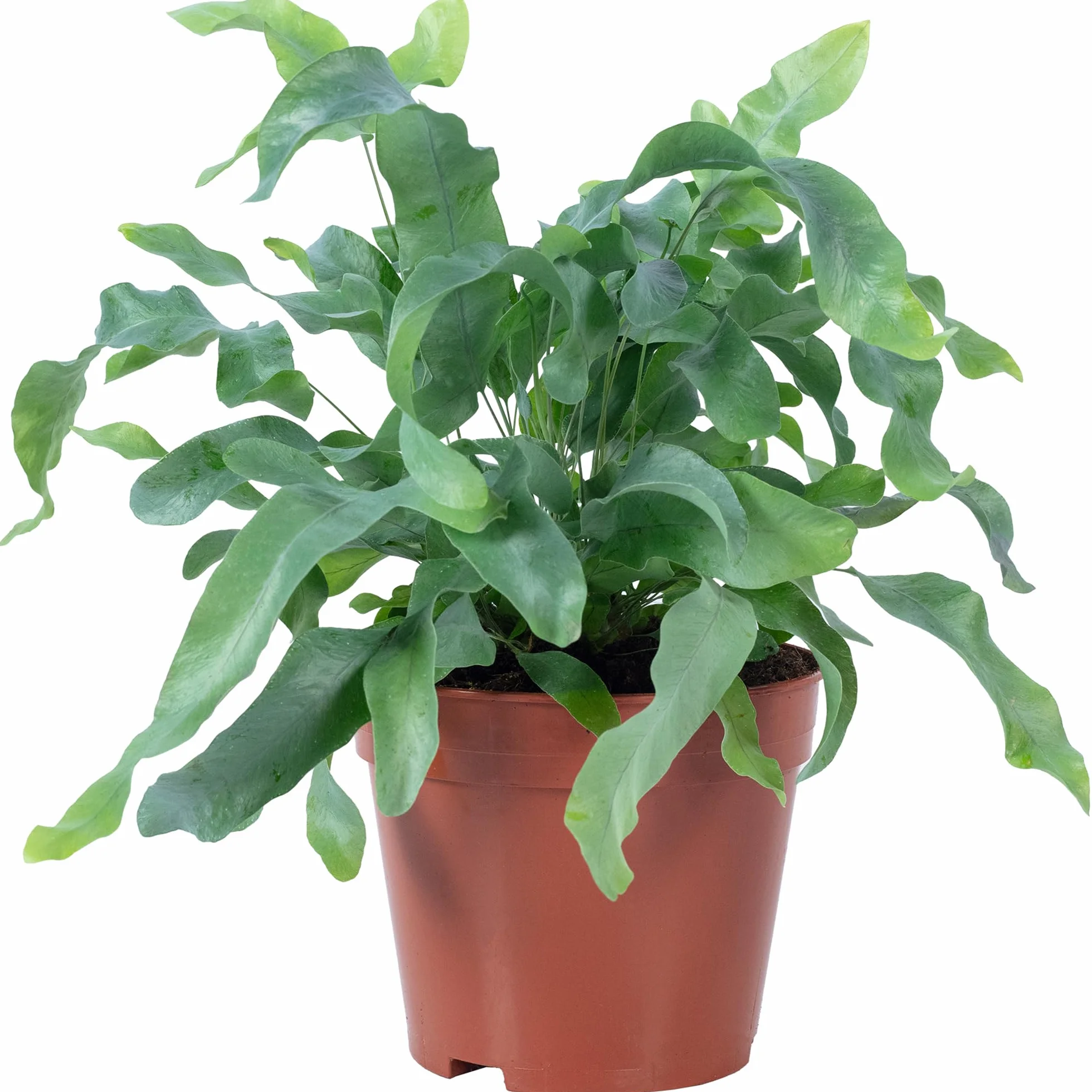 Phlebodium aureum Blue Star Fougère à tartelettes dorées plante d'intérieur 40 cm pot 14 cm