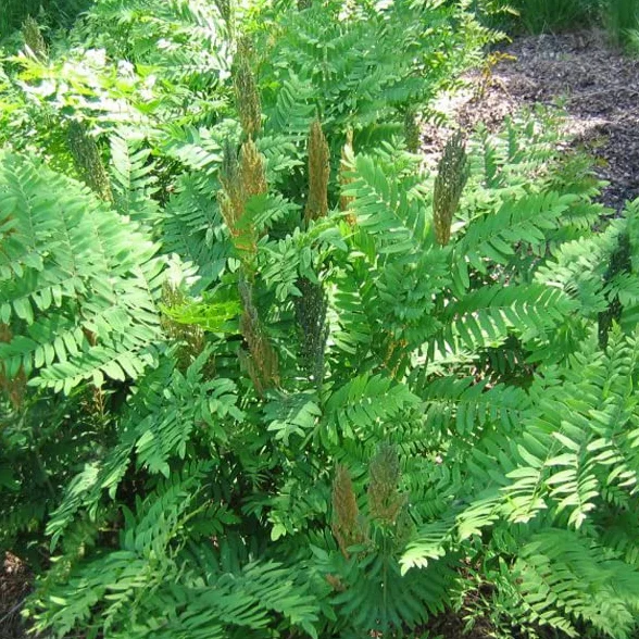 Osmonde royale Osmunda regalis Godet 9x9cm